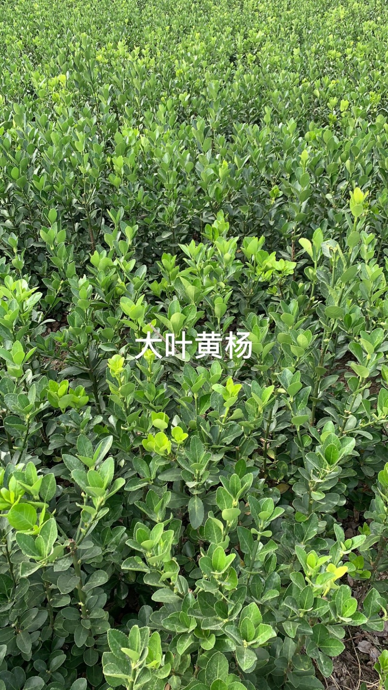 大叶黄杨绿化苗木色块毛球