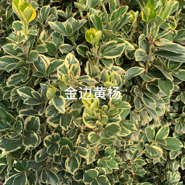 金边黄杨色块毛球绿化苗木