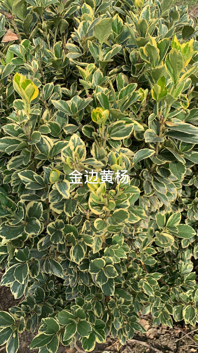 金边黄杨色块毛球绿化苗木