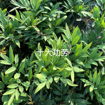 十大功劳色块毛球绿化苗木