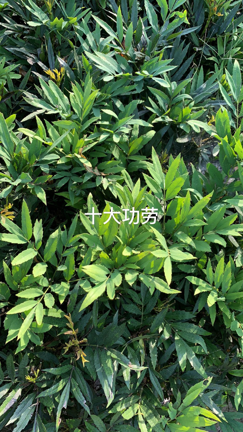 十大功劳色块毛球绿化苗木
