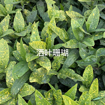 洒叶珊瑚色块毛球绿化苗木