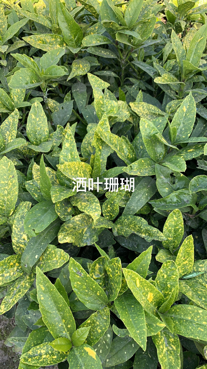 洒叶珊瑚色块毛球绿化苗木