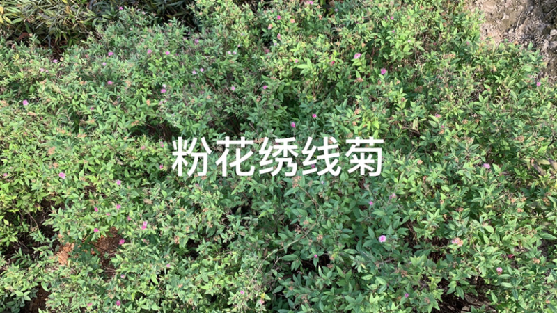 粉花绣线菊色块大小杯毛球