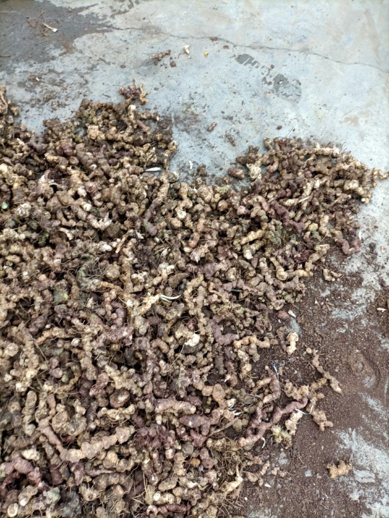 黄精，野生新鲜黄精，姜型倒苗黄精，去根须产地直销，