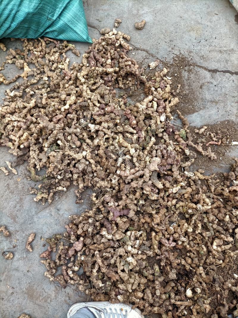 黄精，野生新鲜黄精，姜型倒苗黄精，去根须产地直销，