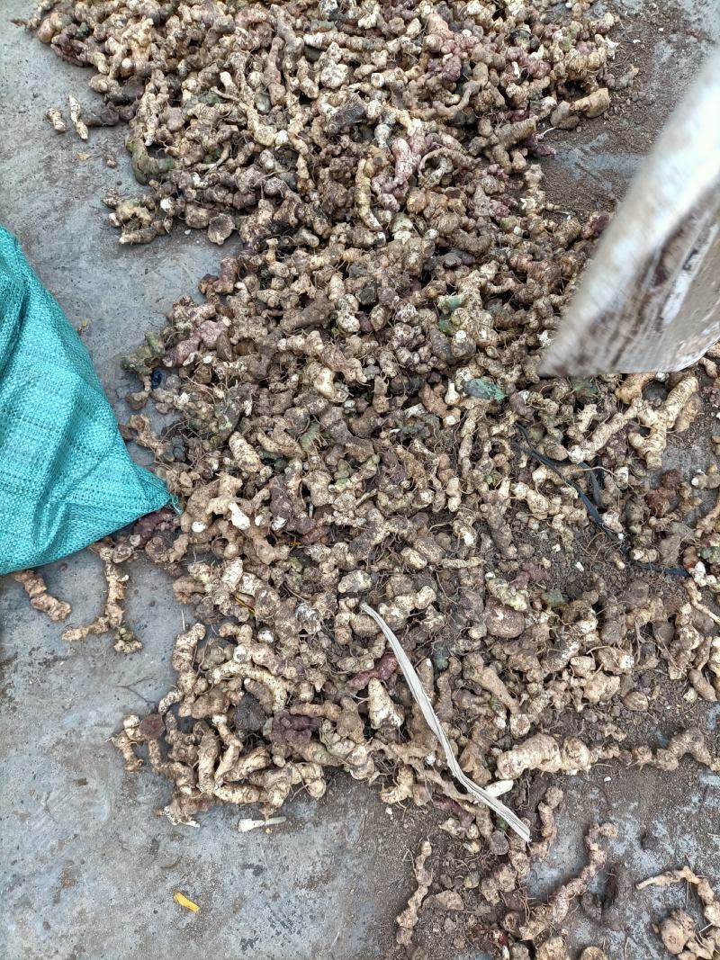 黄精，野生新鲜黄精，姜型倒苗黄精，去根须产地直销，
