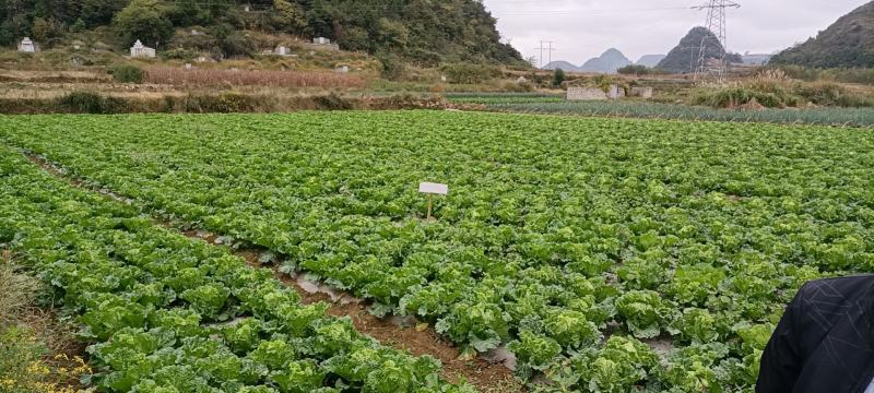 如果可以，可以长期供应，想要什么品种？什么菜多大多重