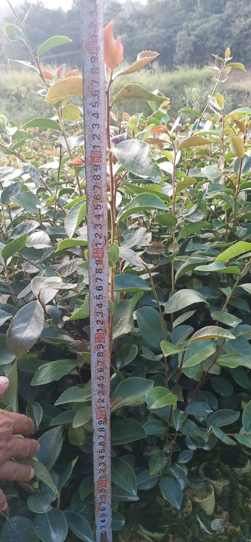 长期出售油茶苗各种苗木，一年两年苗基地供货一手货源