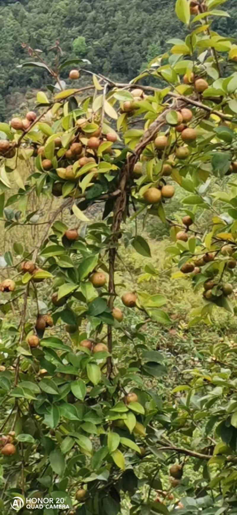 长期出售油茶苗各种苗木，一年两年苗基地供货一手货源