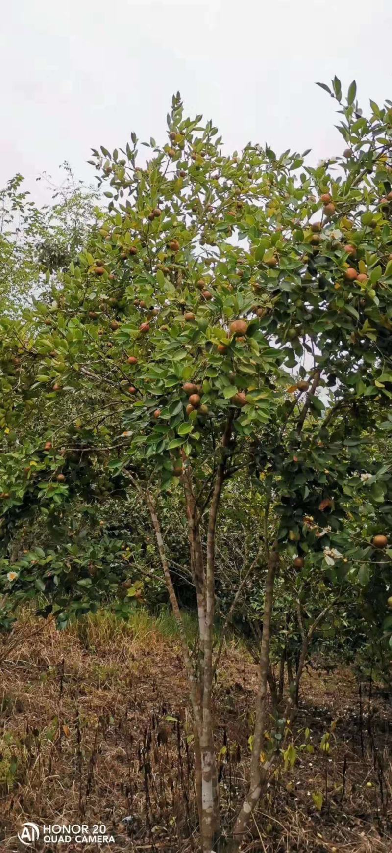 长期出售油茶苗各种苗木，一年两年苗基地供货一手货源