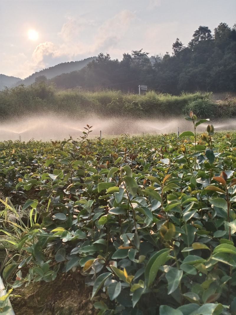 长期出售油茶苗各种苗木，一年两年苗基地供货一手货源