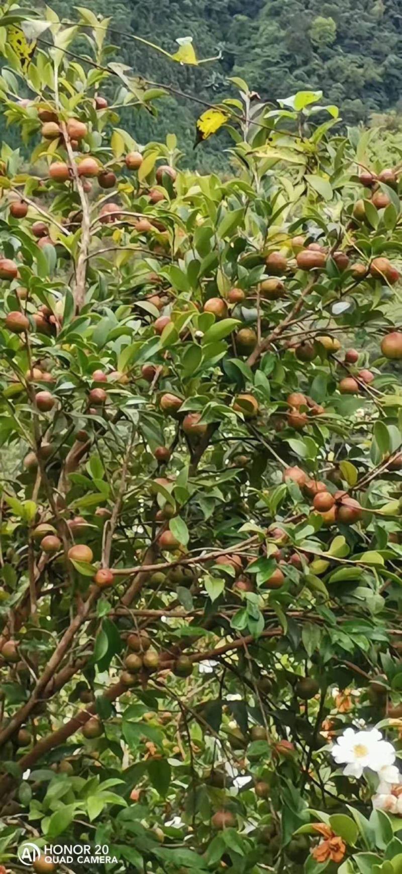 长期出售油茶苗各种苗木，一年两年苗基地供货一手货源