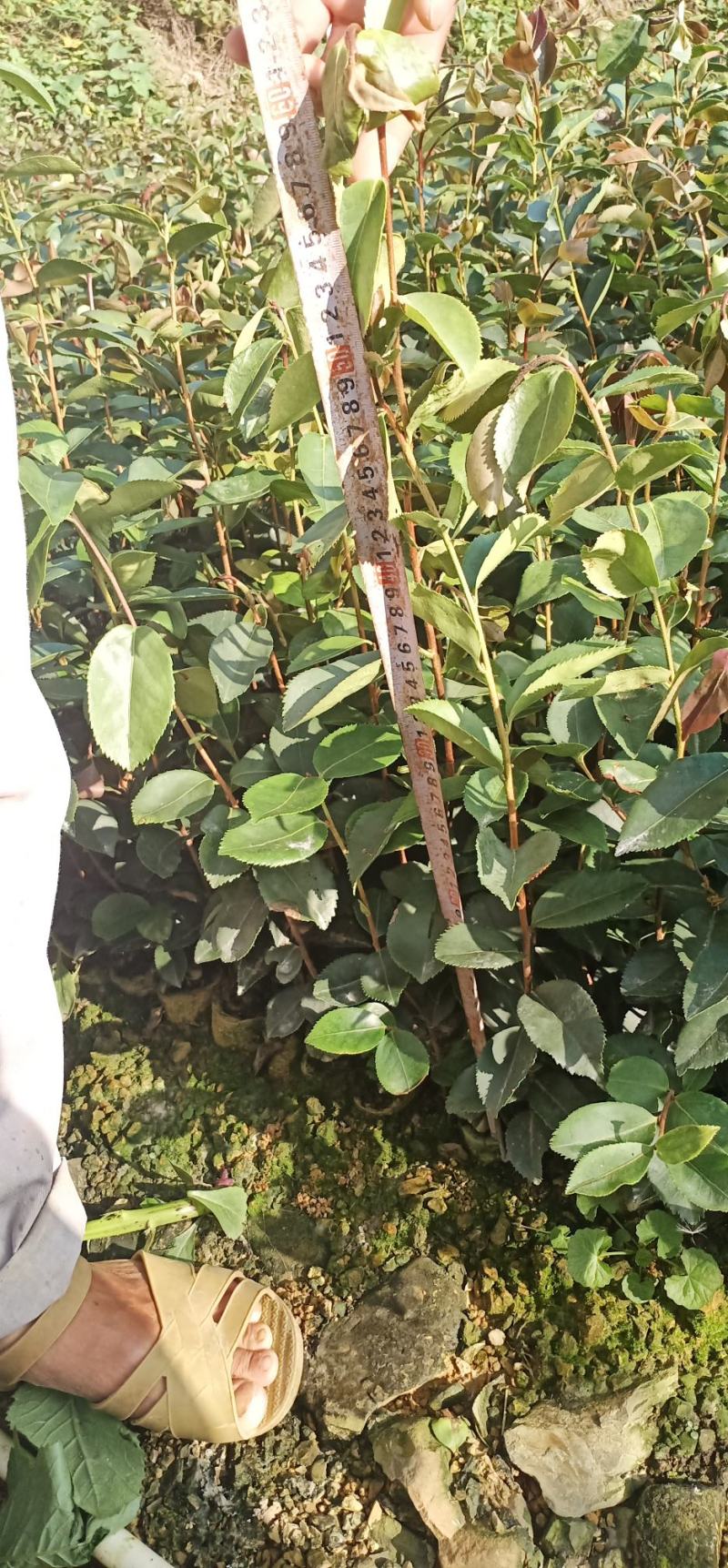 长期出售油茶苗各种苗木，一年两年苗基地供货一手货源