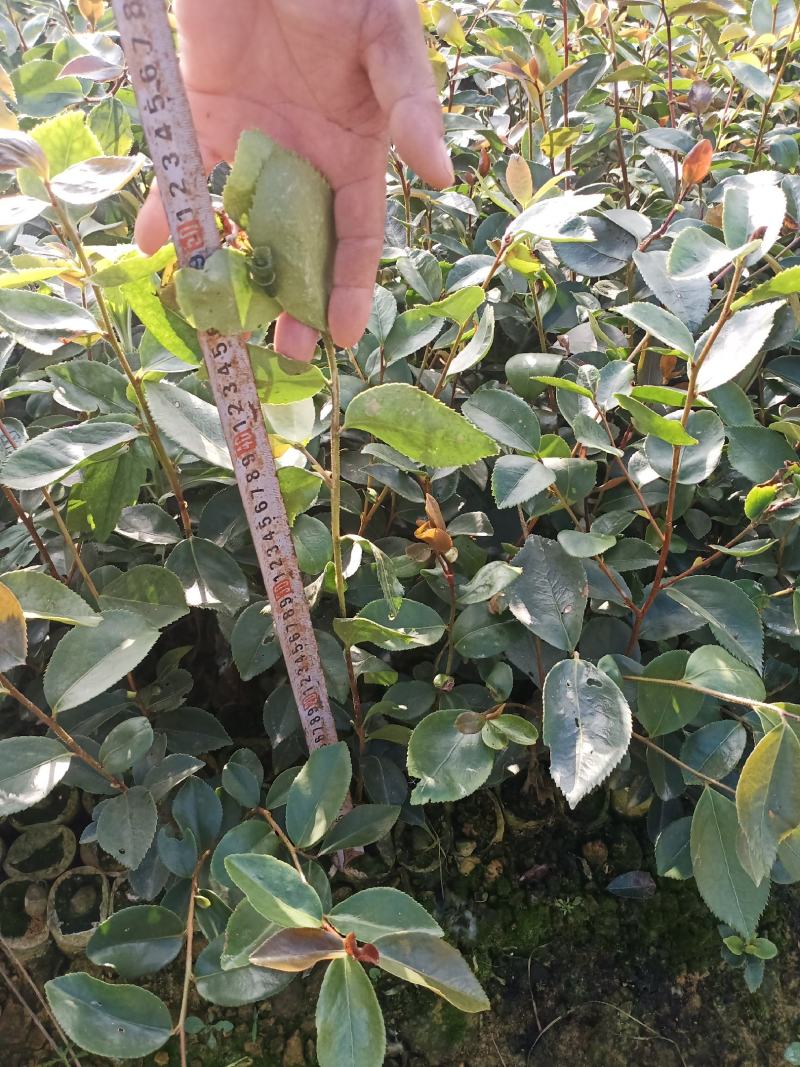 长期出售油茶苗各种苗木，一年两年苗基地供货一手货源