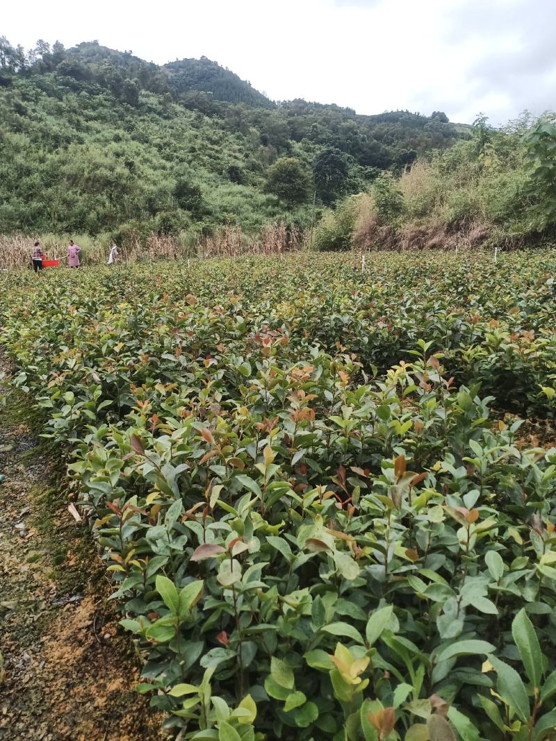 长期出售油茶苗各种苗木，一年两年苗基地供货一手货源
