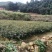 长期出售油茶苗各种苗木，一年两年苗基地供货一手货源