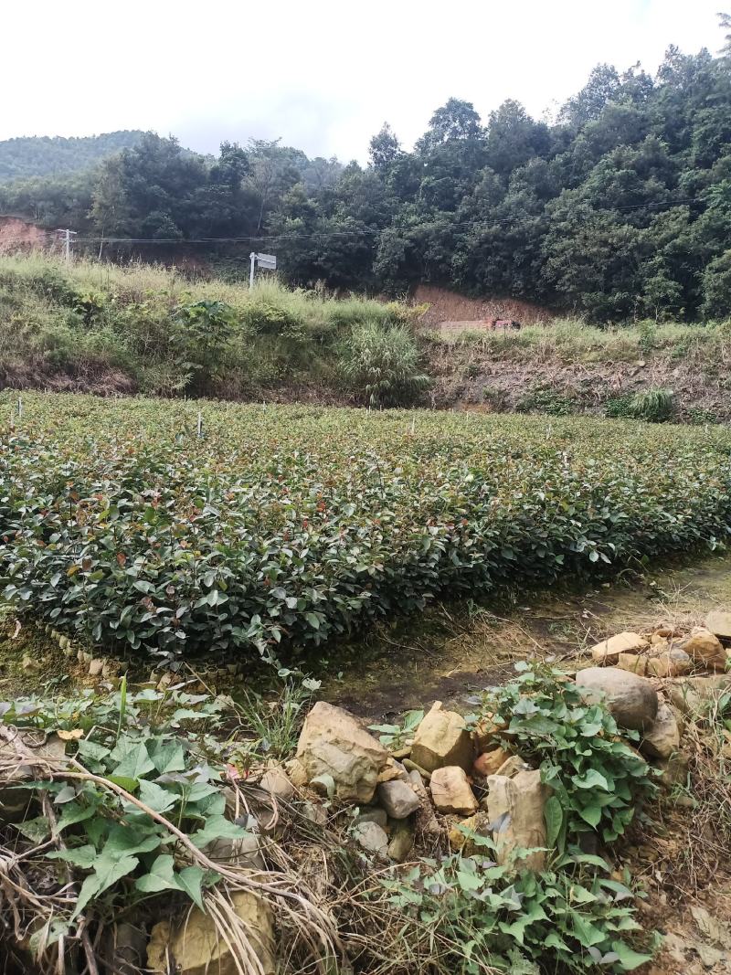 长期出售油茶苗各种苗木，一年两年苗基地供货一手货源
