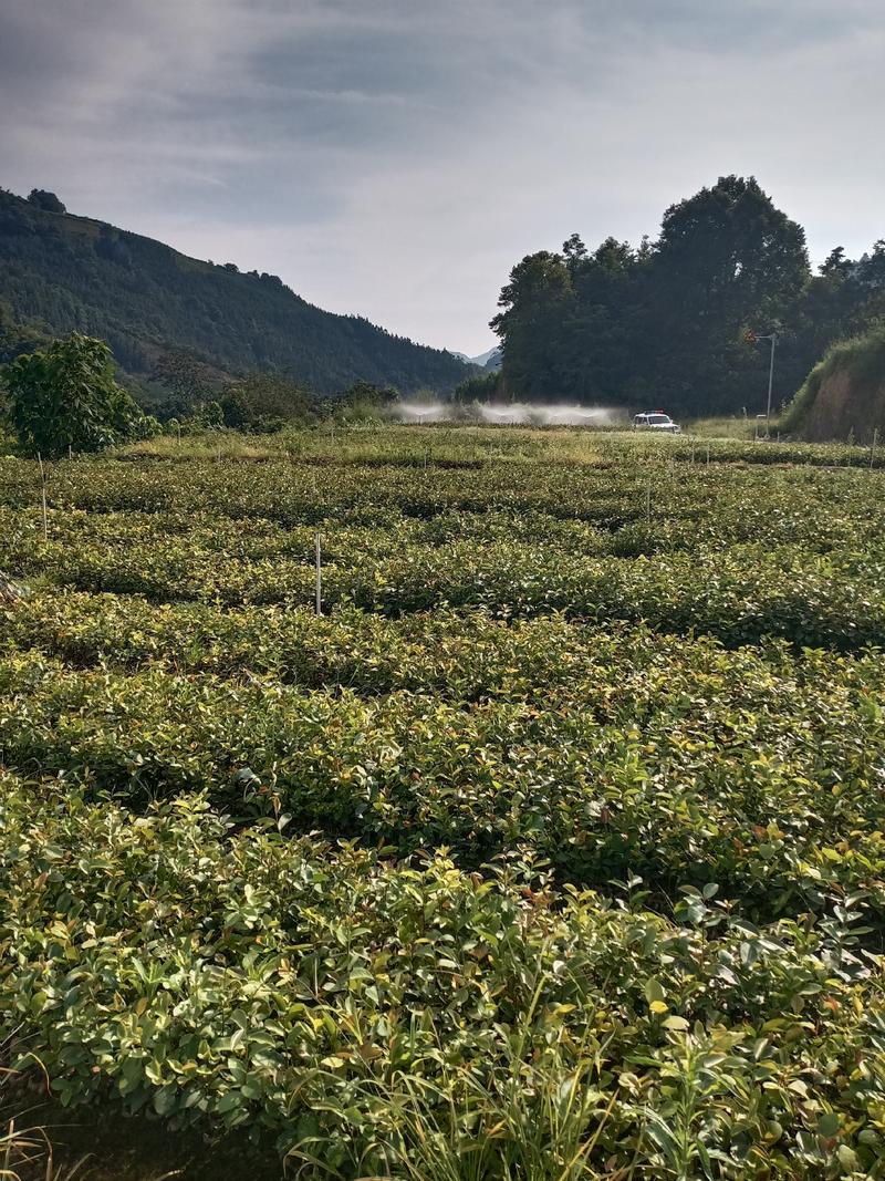长期出售油茶苗各种苗木，一年两年苗基地供货一手货源