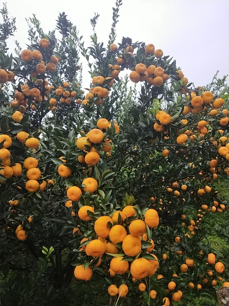 南丰蜜桔无核化渣，口感清甜，产地直发，品质有保证