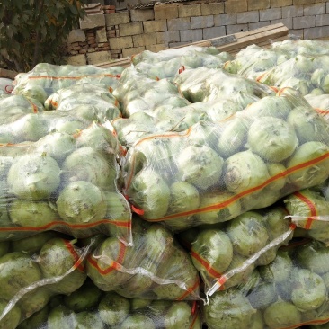 丕蓝（疙瘩）货源紧张