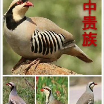 鹧鸪种蛋出壳率高，孵化简单，适宜全国各地养殖。