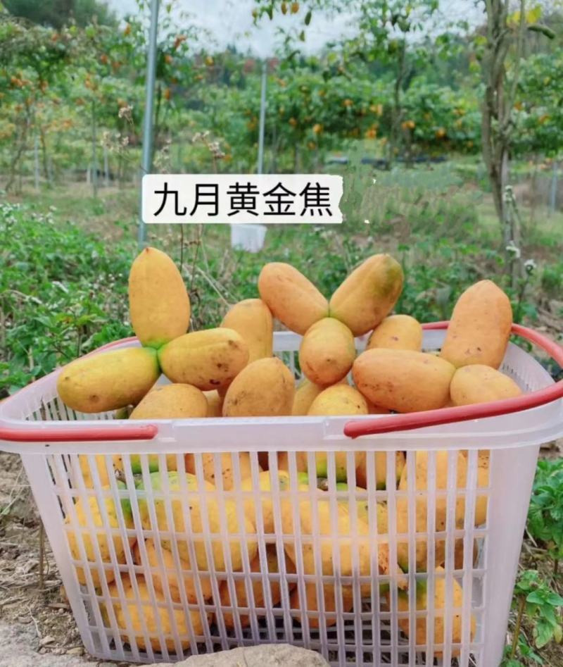 九月黄苗，皮薄，肉多籽少，高产，包成活包售后服务
