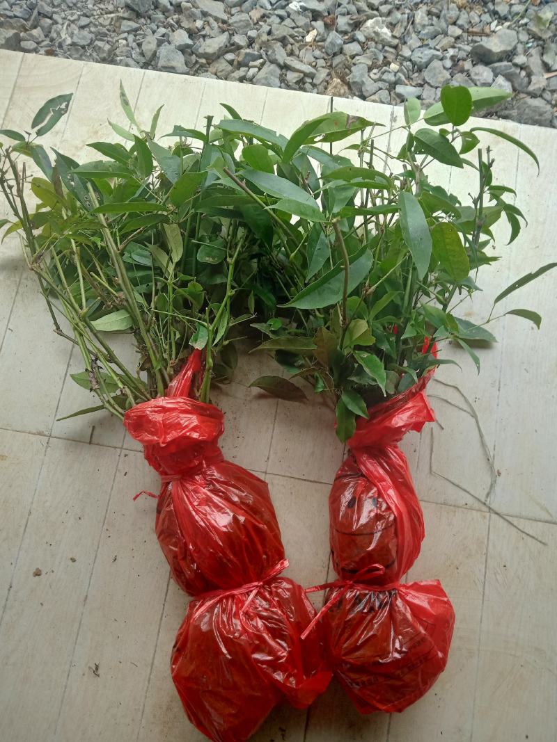 九月黄苗，皮薄，肉多籽少，高产，包成活包售后服务