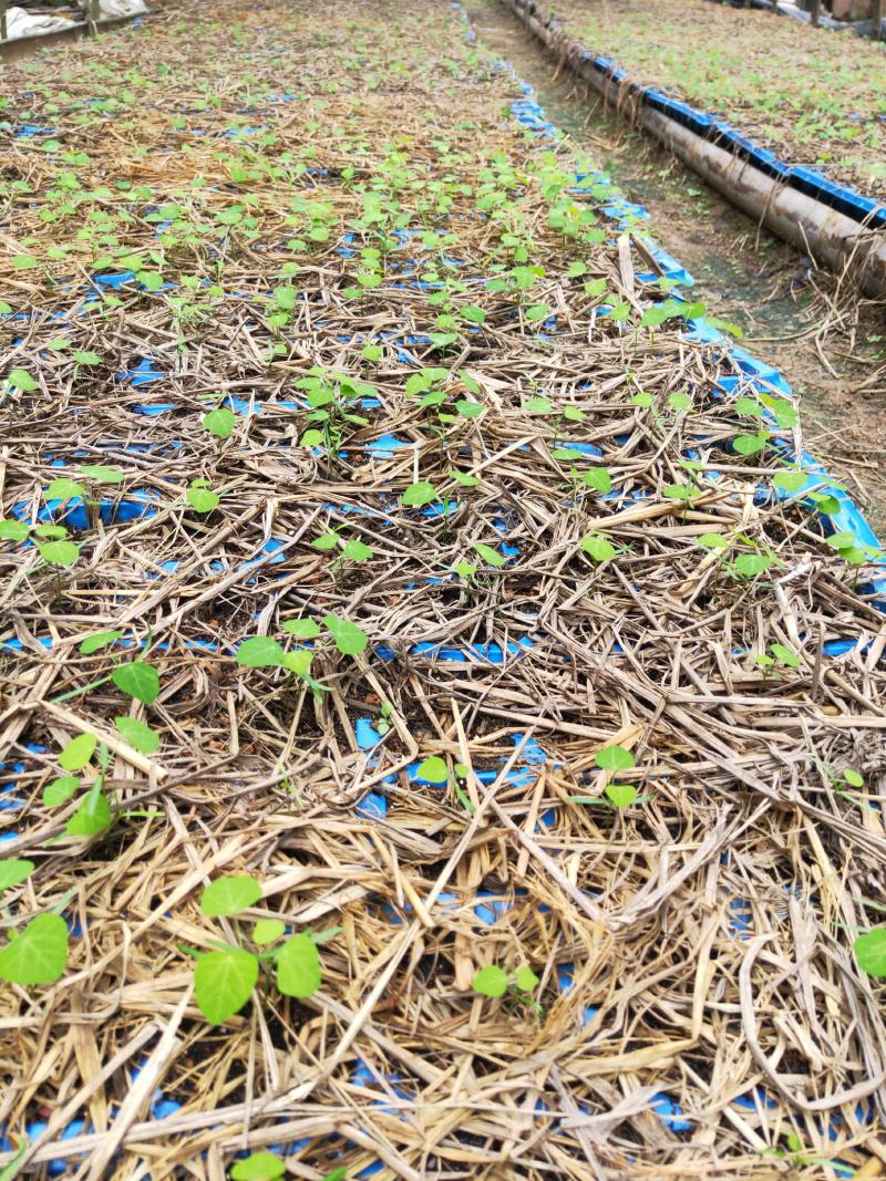 粉防己营养杯苗，不伤根容易种活，生长快，根须发达产量高