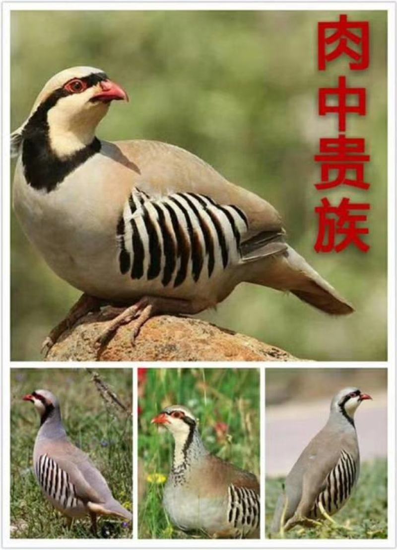鹧鸪种蛋出壳率高，孵化简单，适宜全国各地养殖。