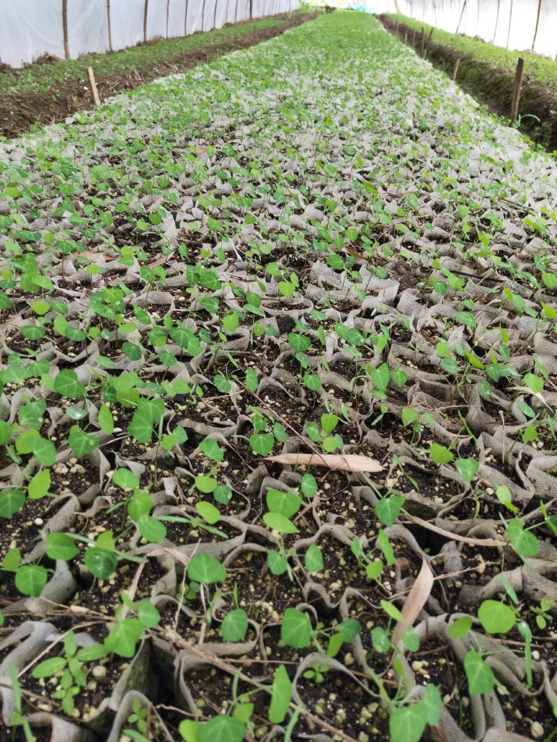 粉防己营养杯苗，不伤根容易种活，生长快，根须发达产量高