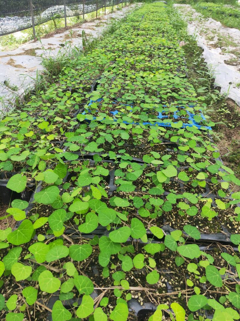 粉防己营养杯苗，不伤根容易种活，生长快，根须发达产量高