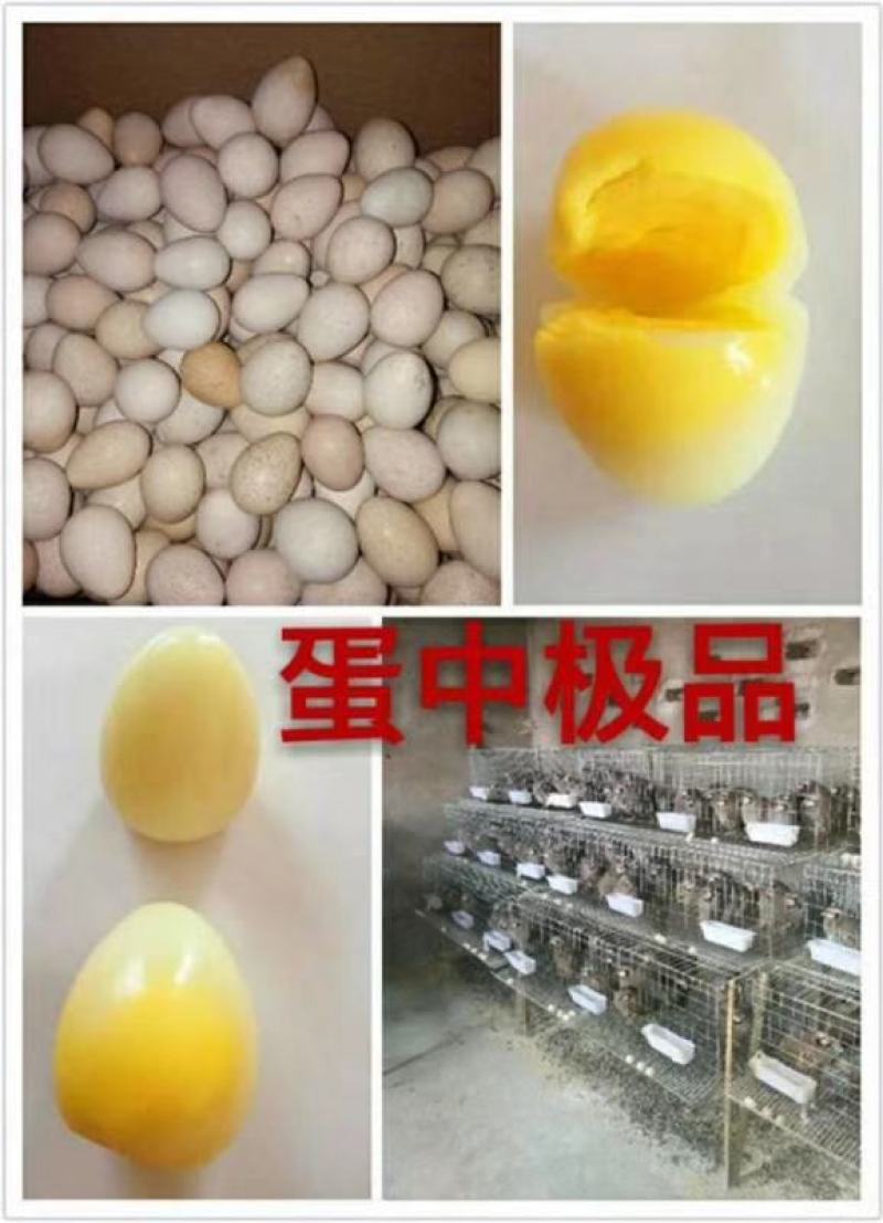 鹧鸪种蛋出壳率高，孵化简单，适宜全国各地养殖。