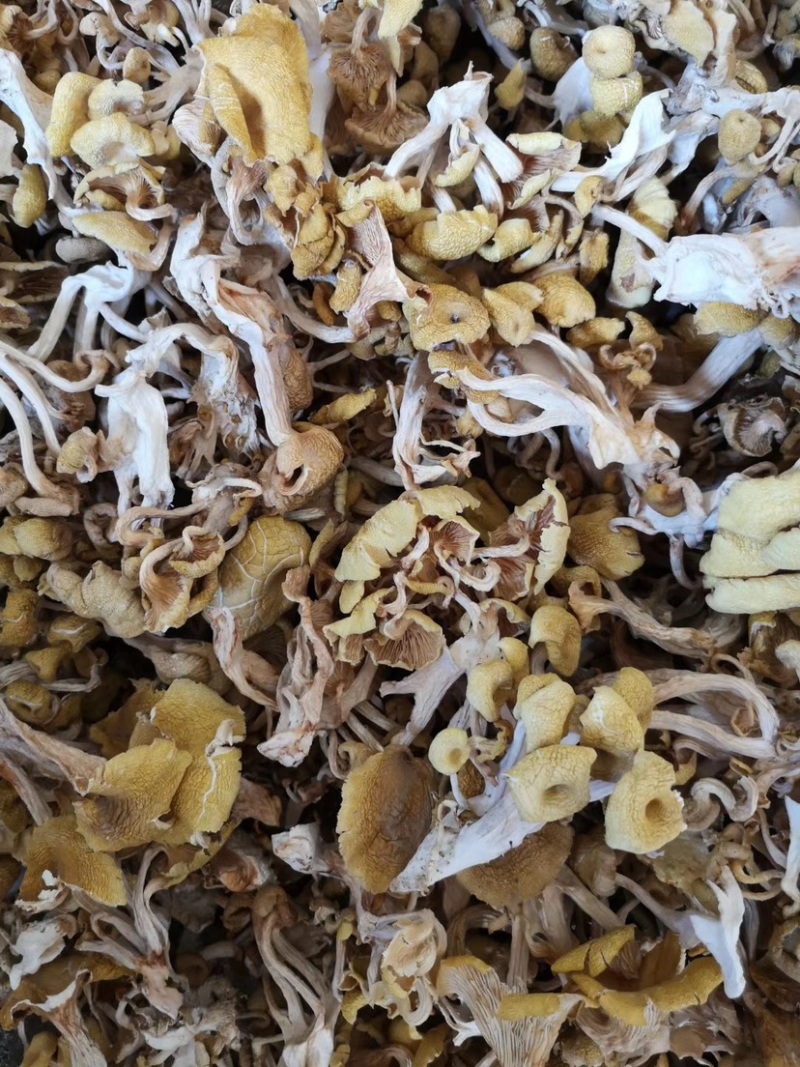 鸡油菌云南特产榆黄磨菇黄金菇磨菇干货批发产地直批