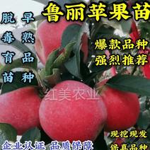 【热卖】鲁丽苹果苗早熟品种甜度高丰产98%纯度