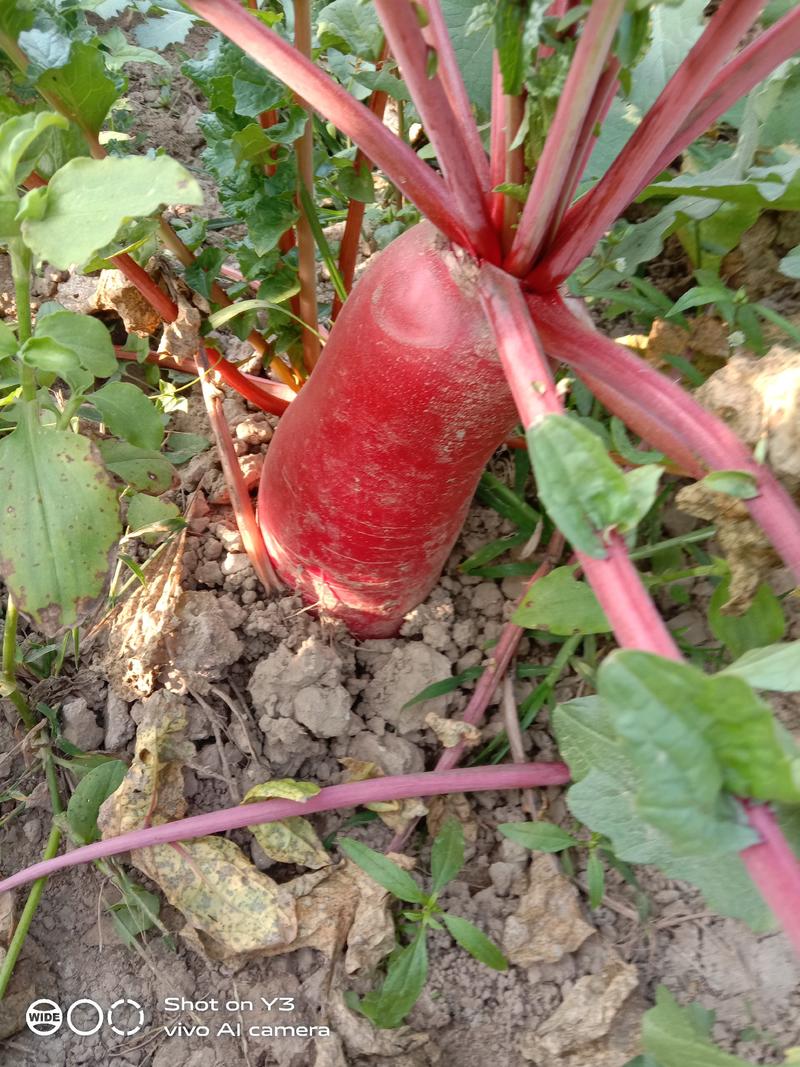 安徽宿州高滩有机红萝卜