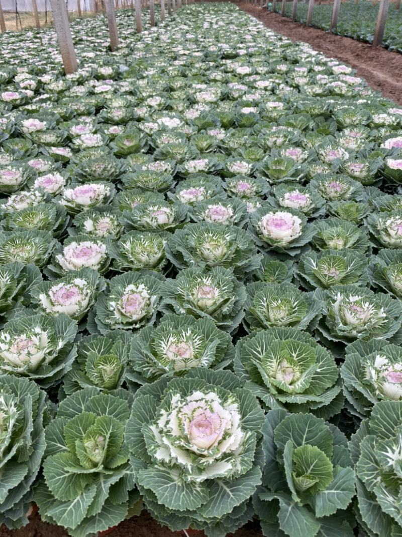 羽衣甘蓝羽衣甘蓝羽衣甘蓝羽衣甘蓝羽衣甘蓝