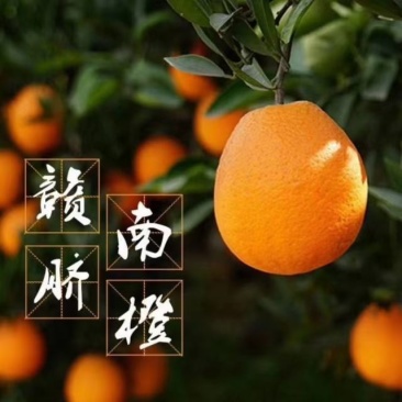 赣南脐橙已上市，（现在开始接受大量收购）专业代办一条龙