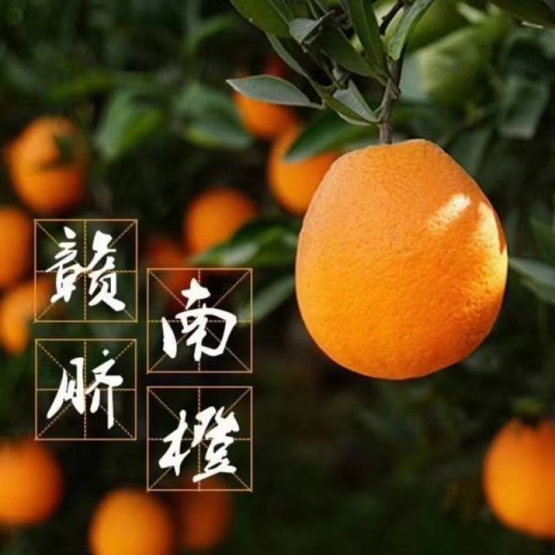 赣南脐橙已上市，（现在开始接受大量收购）专业代办一条龙