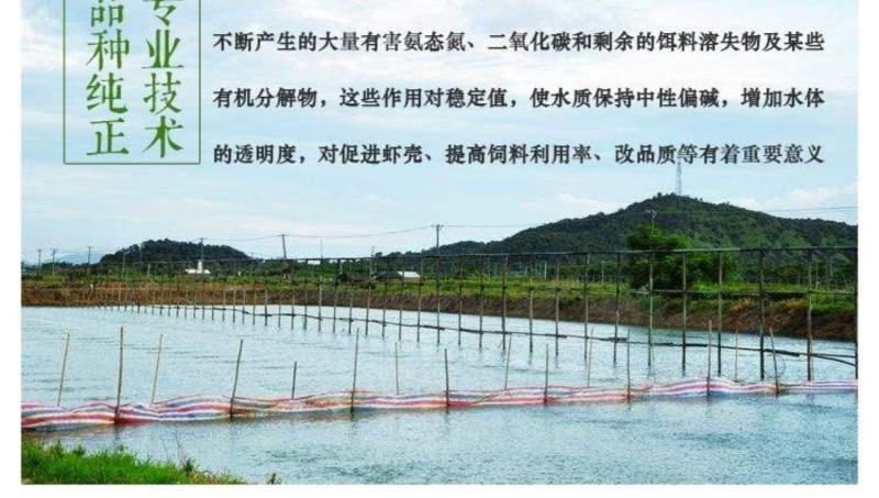 狐尾藻水草粉绿狐尾藻尾草狐尾草养殖淡水包邮