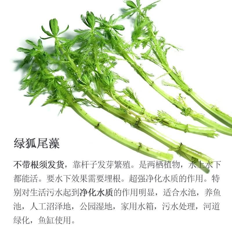 狐尾藻水草粉绿狐尾藻尾草狐尾草养殖淡水包邮