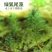 狐尾藻水草粉绿狐尾藻尾草狐尾草养殖淡水包邮
