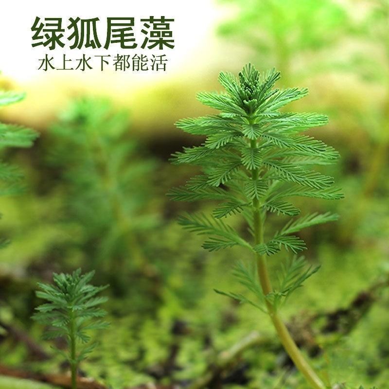 狐尾藻水草粉绿狐尾藻尾草狐尾草养殖淡水包邮