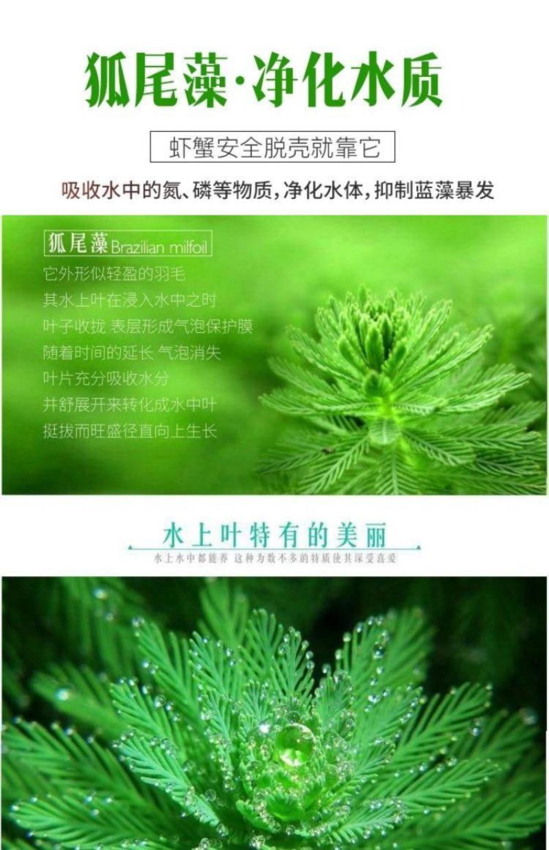 狐尾藻水草粉绿狐尾藻尾草狐尾草养殖淡水包邮