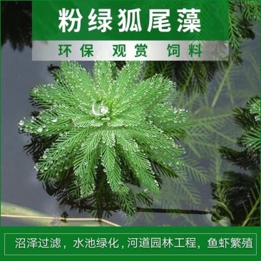 狐尾藻水草粉绿狐尾藻尾草狐尾草养殖淡水包邮