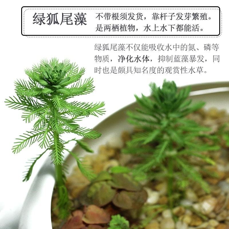 狐尾藻水草粉绿狐尾藻尾草狐尾草养殖淡水包邮