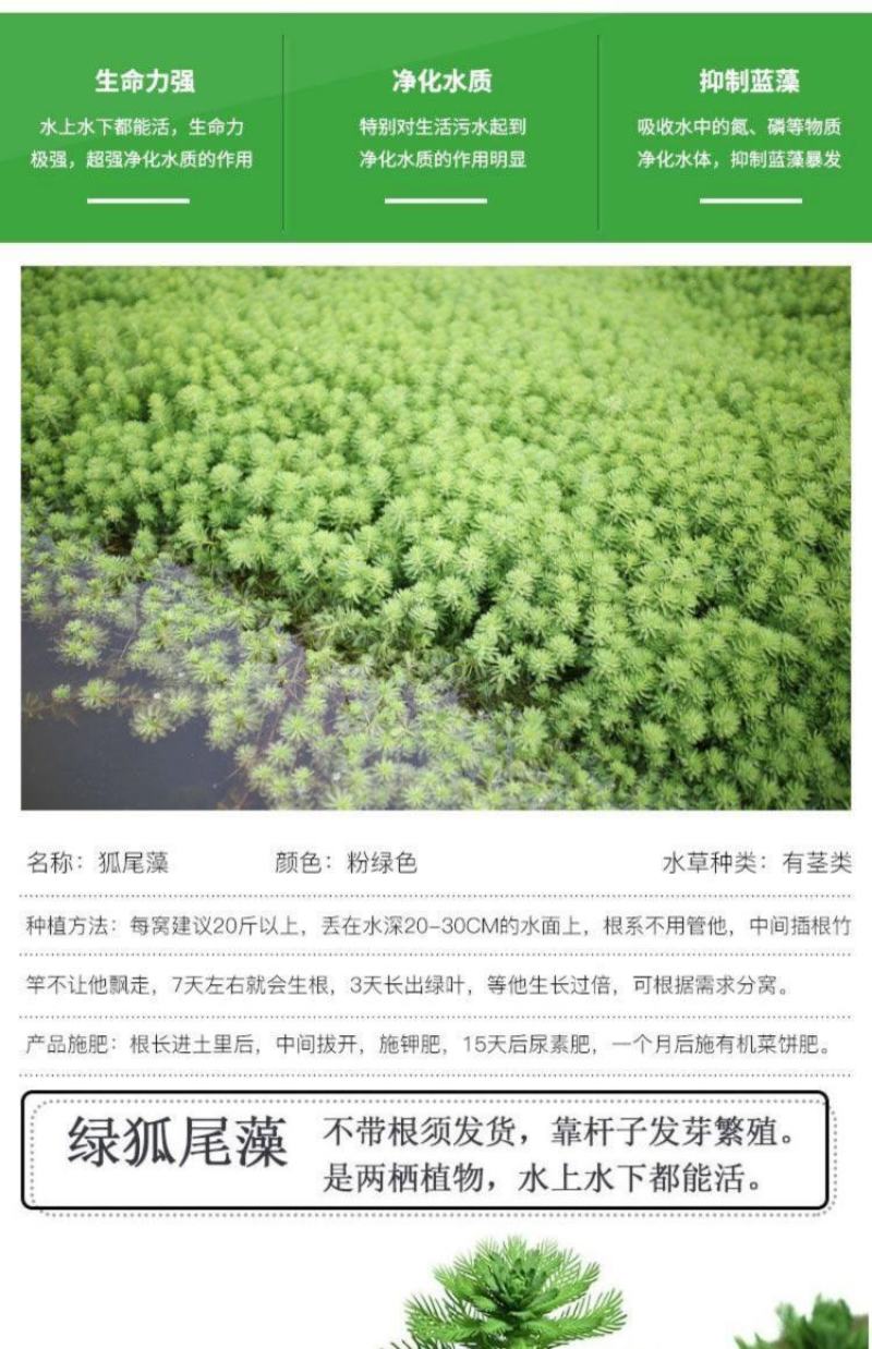 狐尾藻水草粉绿狐尾藻尾草狐尾草养殖淡水包邮