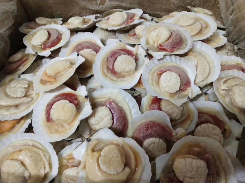 半壳扇贝原装原汁化冻即用夏夷贝餐饮烧烤食材肥美贝类