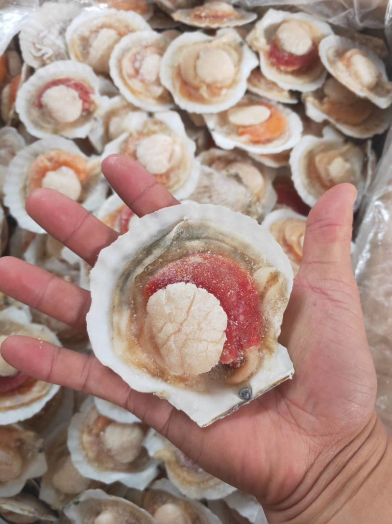 半壳扇贝原装原汁化冻即用夏夷贝餐饮烧烤食材肥美贝类