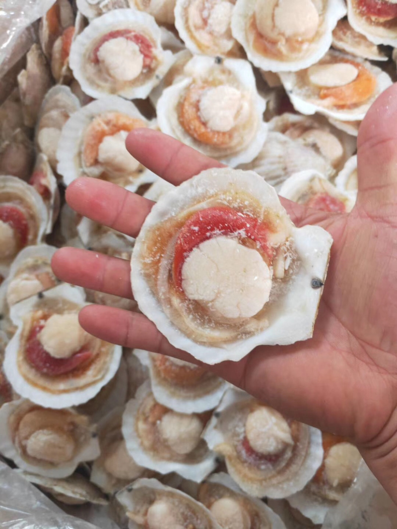半壳扇贝原装原汁化冻即用夏夷贝餐饮烧烤食材肥美贝类